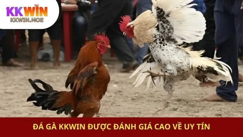 Đá gà KKwin được đánh giá cao về uy tín