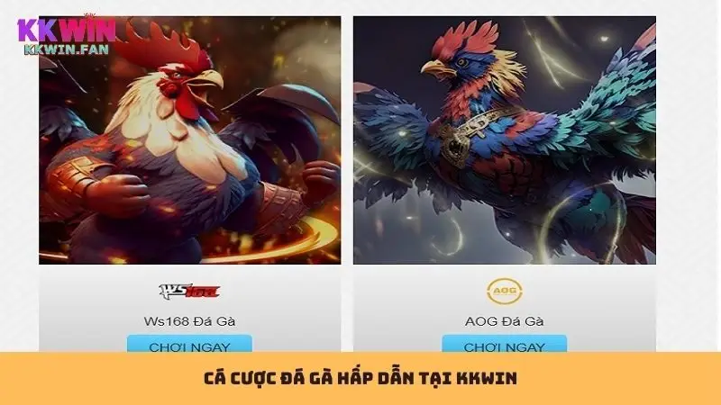 Các trận đá gà hấp dẫn, kịch tính được cung cấp thường xuyên tại Kkwin