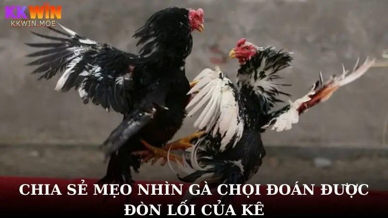 Chia sẻ mẹo nhìn gà chọi dễ dàng đoán được đòn lối chiến kê
