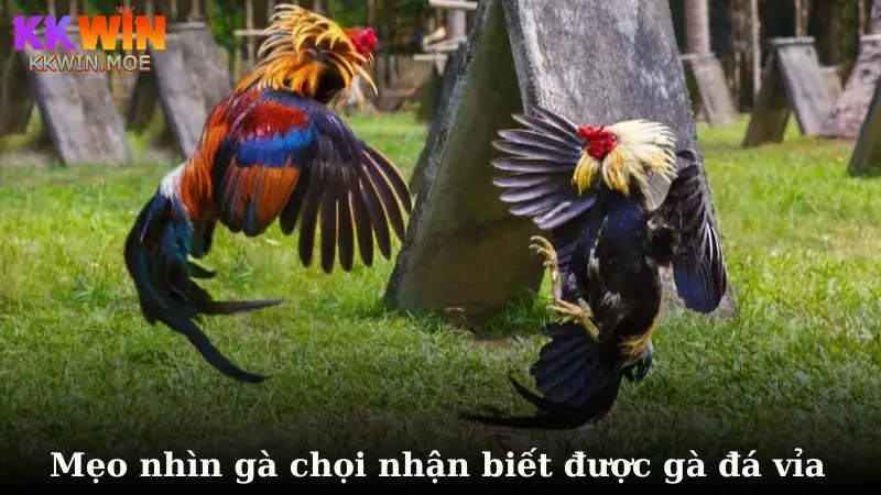 Mẹo nhìn gà chọi nhận biết được gà đá vỉa