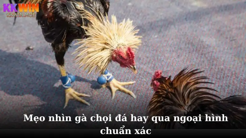Chia sẻ mẹo nhìn gà chọi chuẩn xác nhất hiện nay