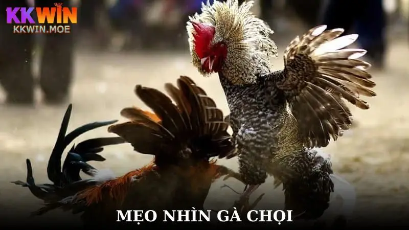 Mẹo nhìn gà chọi